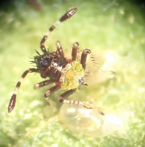 Réf. 308 114 : Rhopalus sp.